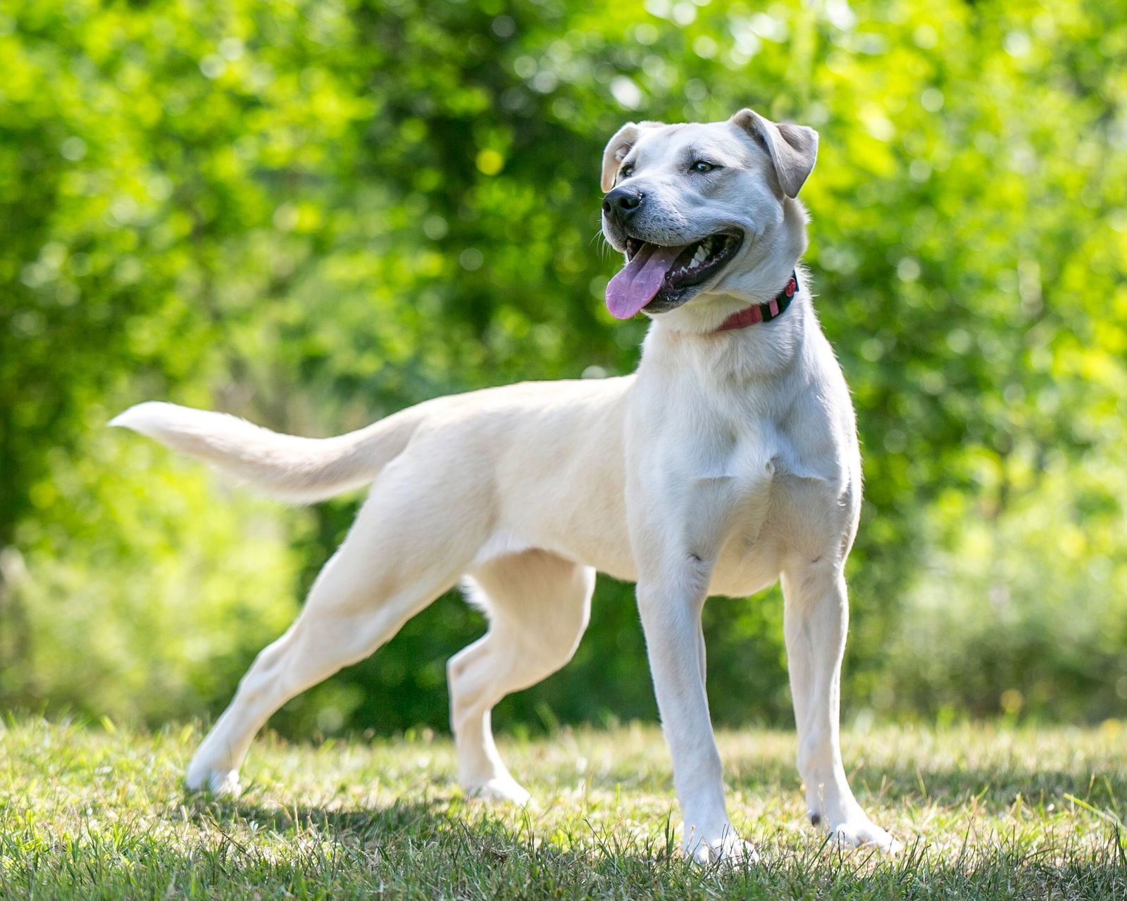 Elsie D5813, an adoptable Labrador Retriever, Terrier in minneapolis, MN, 55417 | Photo Image 2