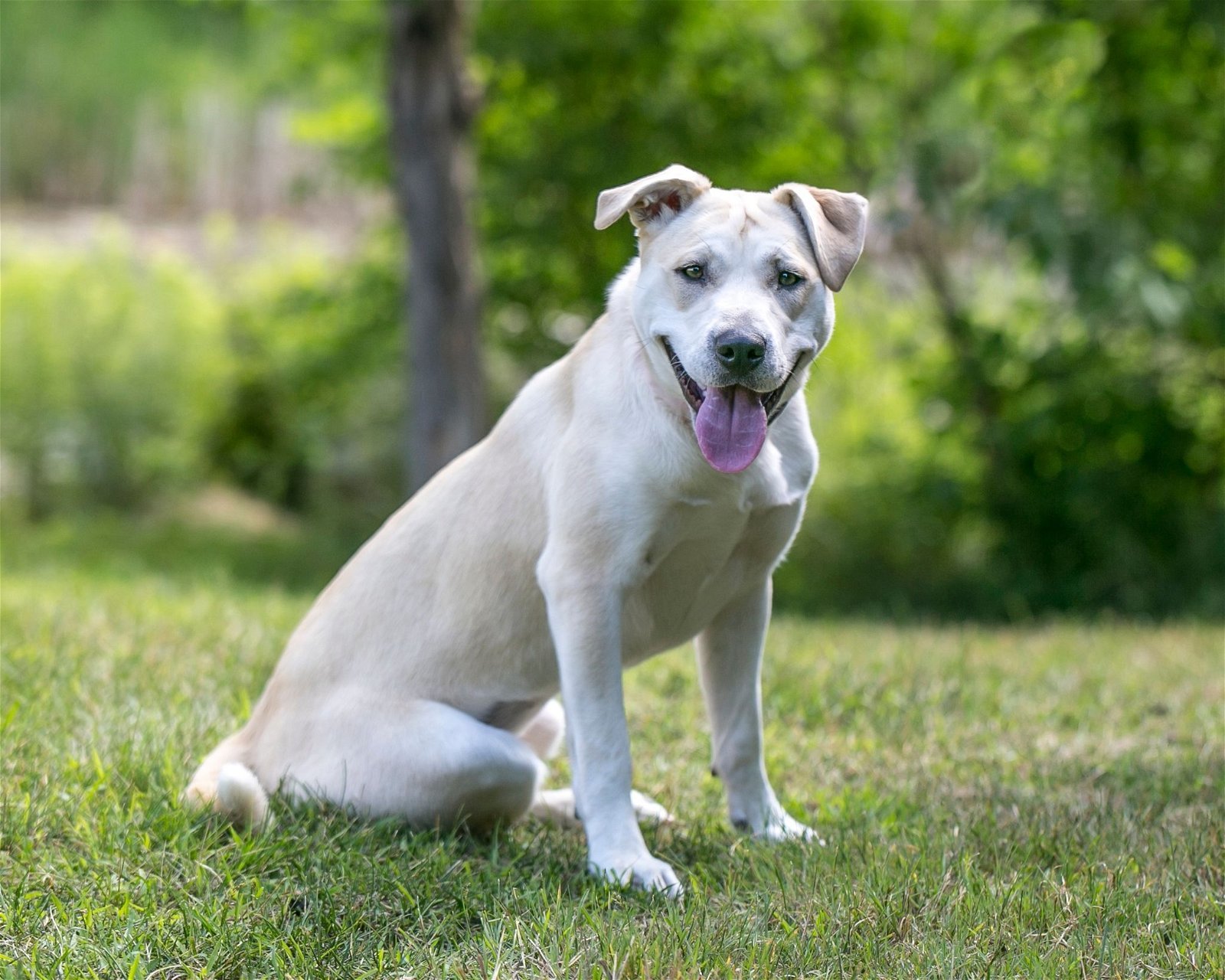 Elsie D5813, an adoptable Labrador Retriever in minneapolis, MN, 55417 | Photo Image 3