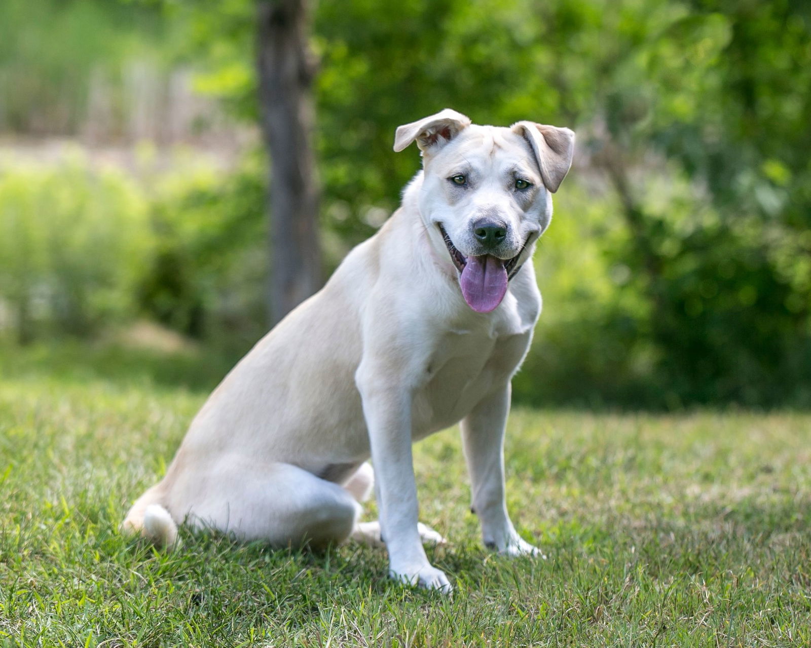 Elsie D5813, an adoptable Labrador Retriever, Terrier in minneapolis, MN, 55417 | Photo Image 3
