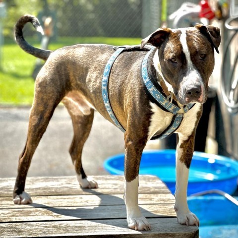 King, an adoptable Terrier, Mixed Breed in Canastota, NY, 13032 | Photo Image 4