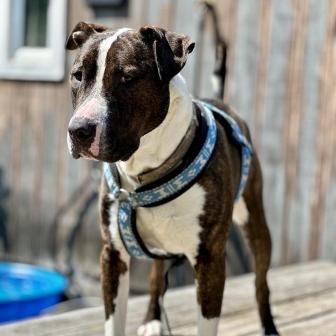 King, an adoptable Terrier, Mixed Breed in Canastota, NY, 13032 | Photo Image 5