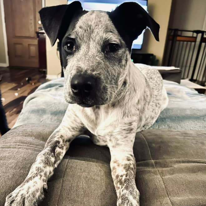 Catahoula store for adoption