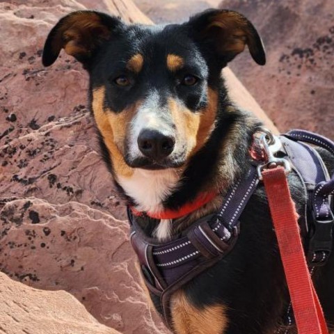 Tulip, an adoptable Mixed Breed in Moab, UT, 84532 | Photo Image 1
