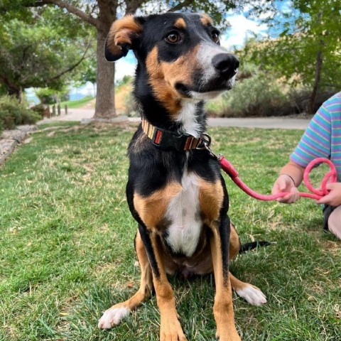 Tulip, an adoptable Mixed Breed in Moab, UT, 84532 | Photo Image 6
