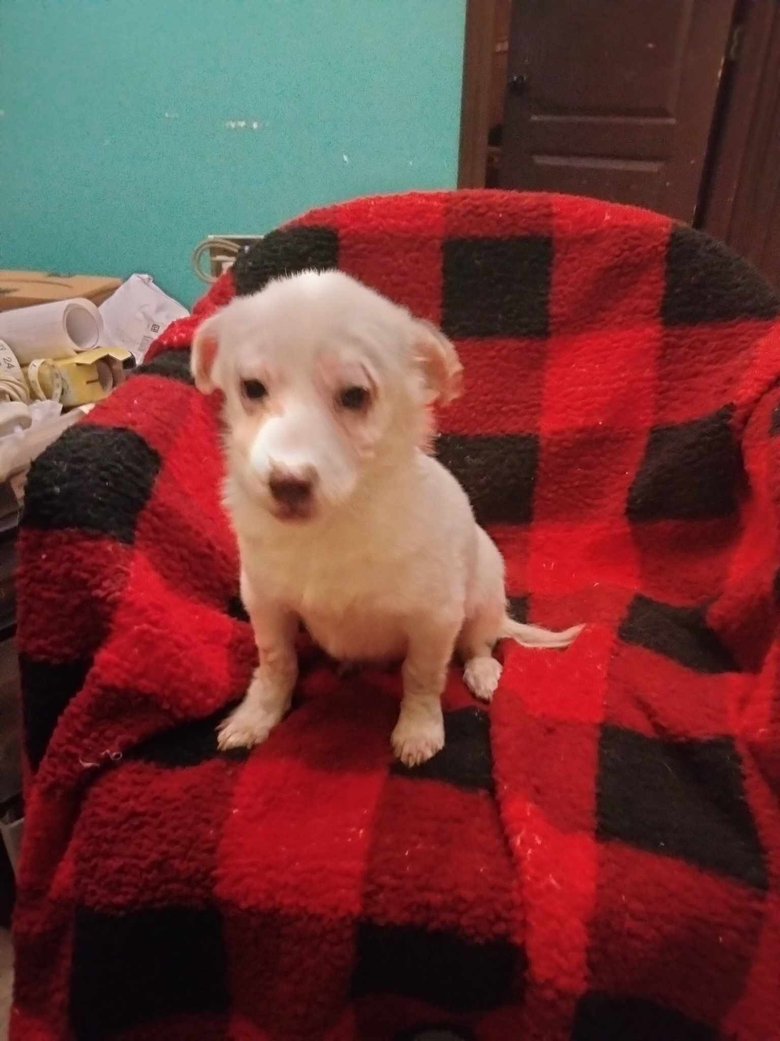 Petfinder Syracuse Ny - pnw4vpl