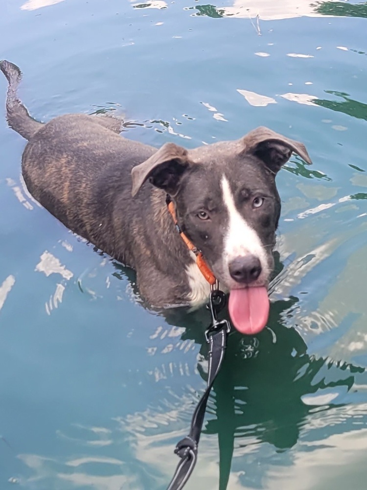 Aura (k&k), an adoptable Catahoula Leopard Dog, Pit Bull Terrier in Willington, CT, 06279 | Photo Image 1