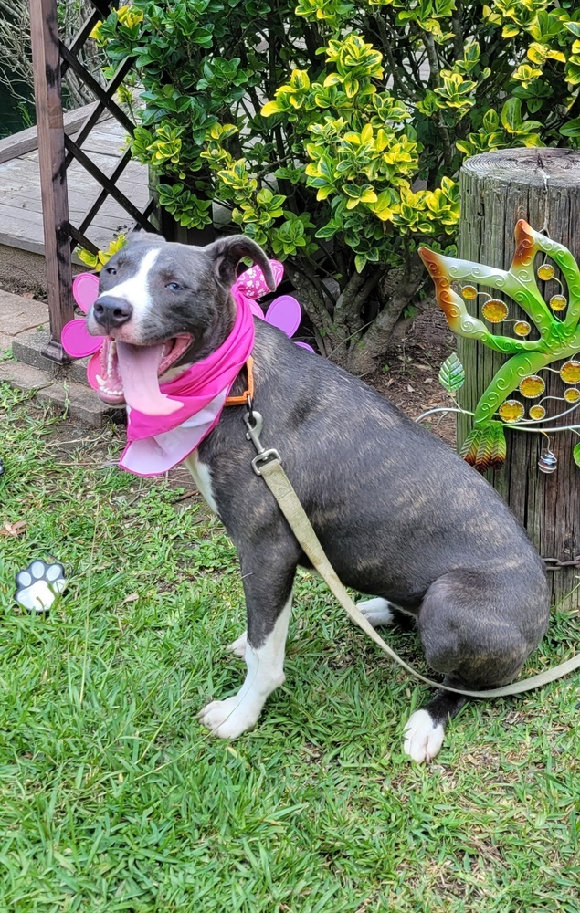 Aura (k&k), an adoptable Catahoula Leopard Dog, Pit Bull Terrier in Willington, CT, 06279 | Photo Image 2