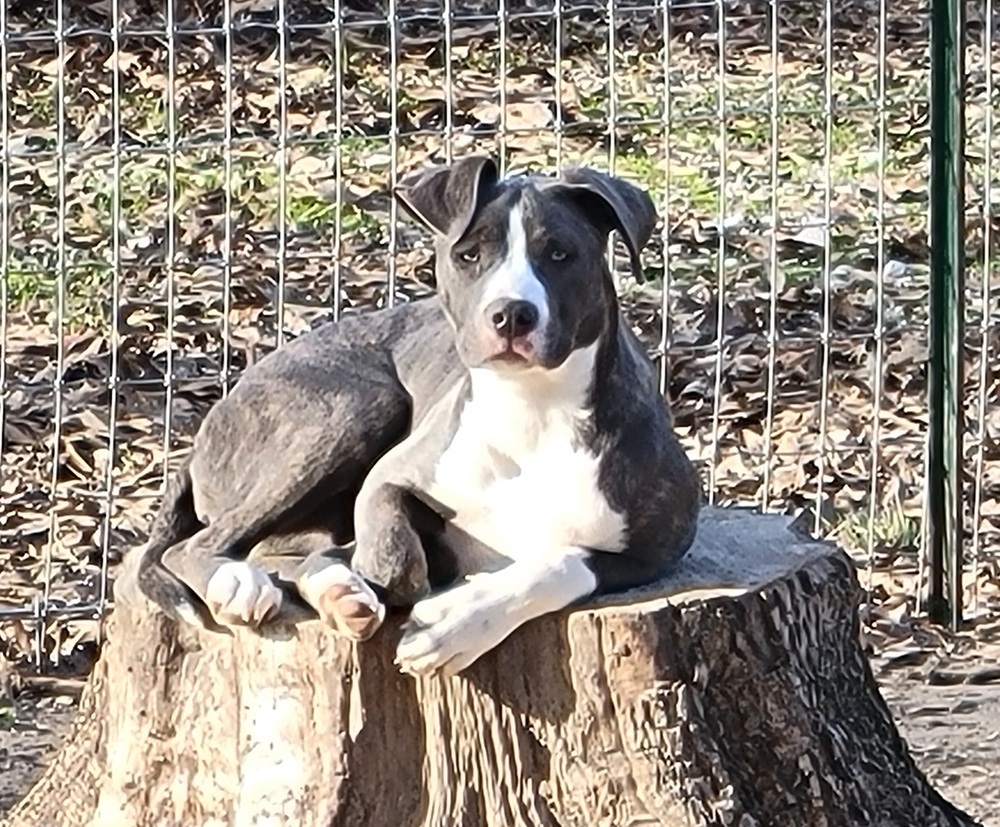 Aura (k&k), an adoptable Catahoula Leopard Dog, Pit Bull Terrier in Willington, CT, 06279 | Photo Image 5