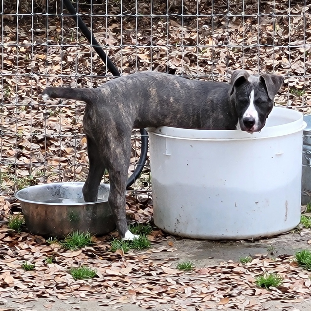 Aura (k&k), an adoptable Catahoula Leopard Dog, Pit Bull Terrier in Willington, CT, 06279 | Photo Image 6