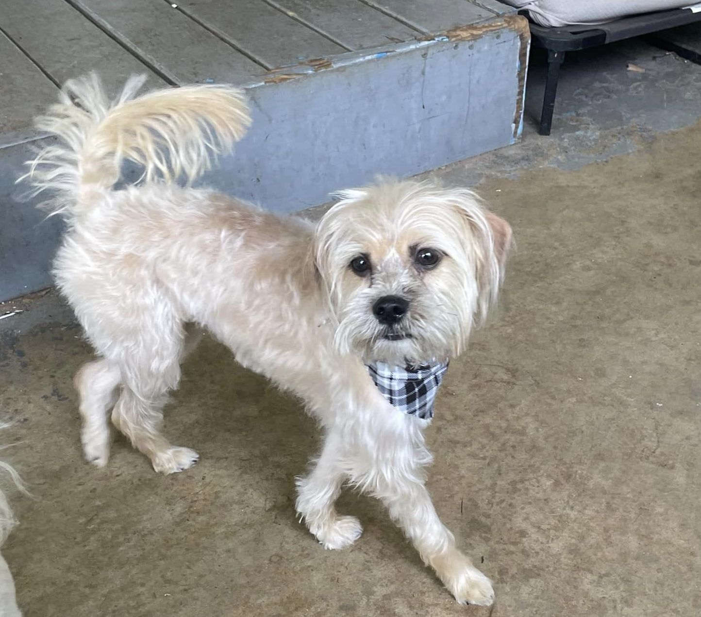 Dog for adoption - Benji, a Silky Terrier & Cairn Terrier Mix in East ...