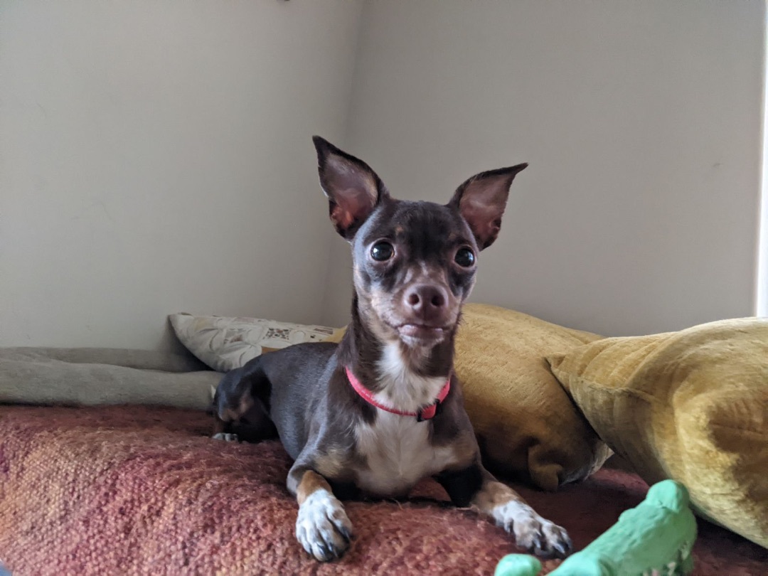 Tiny, an adoptable Chihuahua in Bend, OR, 97701 | Photo Image 1