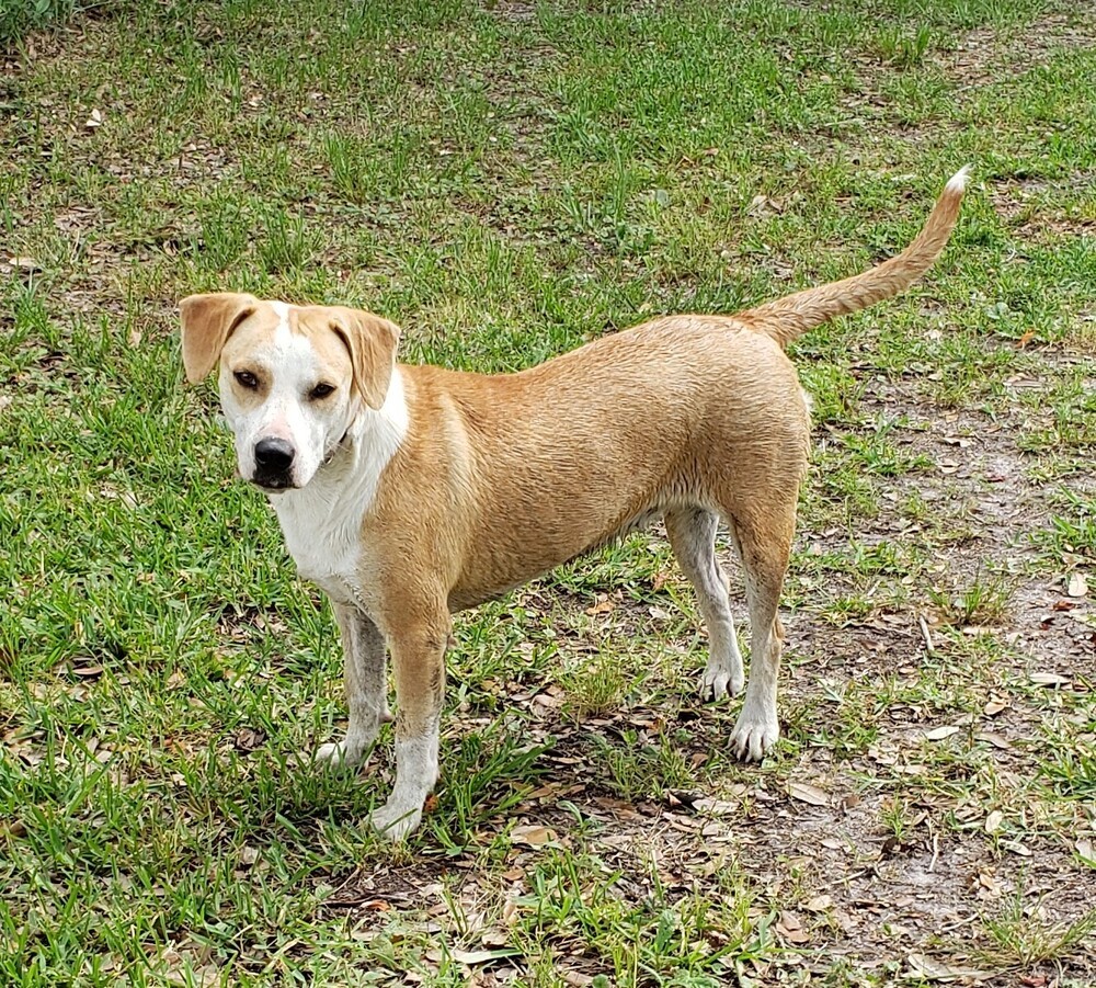 Bella, an adoptable Hound, Labrador Retriever in Newton, TX, 75966 | Photo Image 1