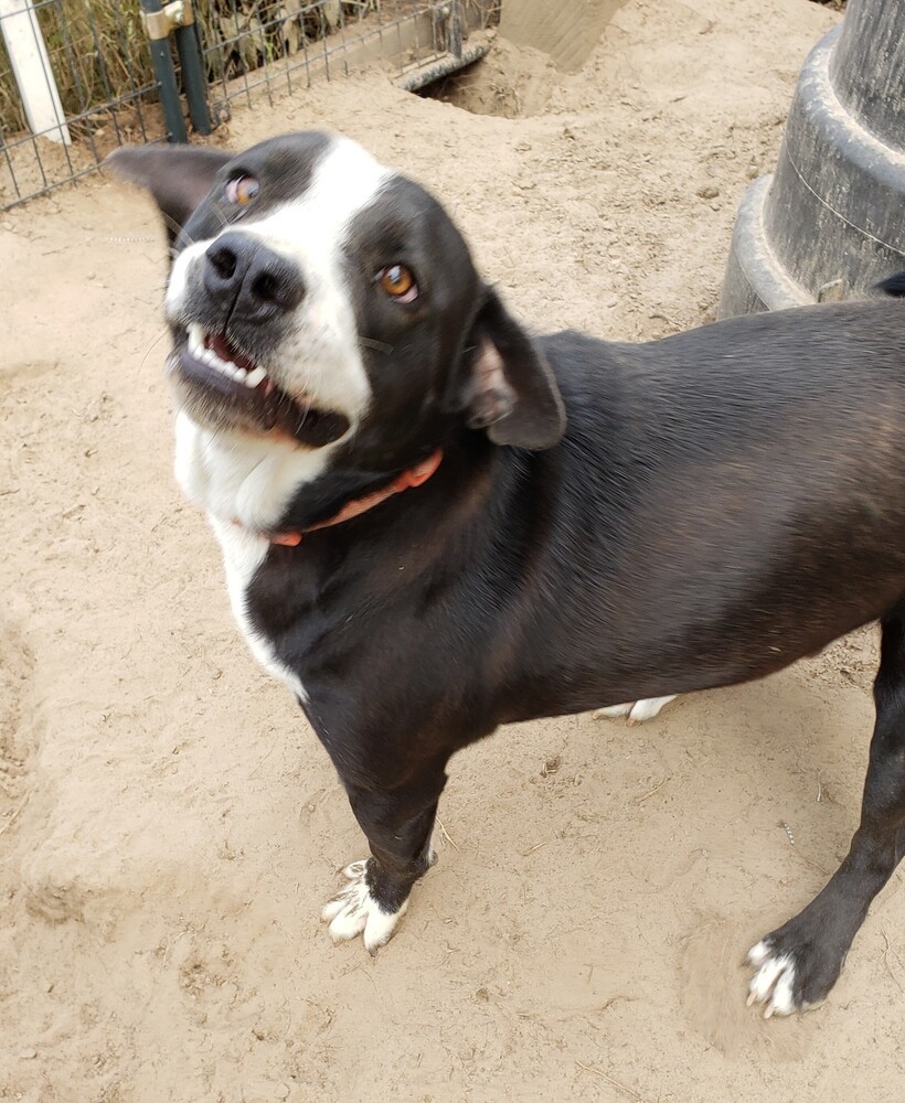 Buster Brown, an adoptable Hound, Labrador Retriever in Newton, TX, 75966 | Photo Image 3