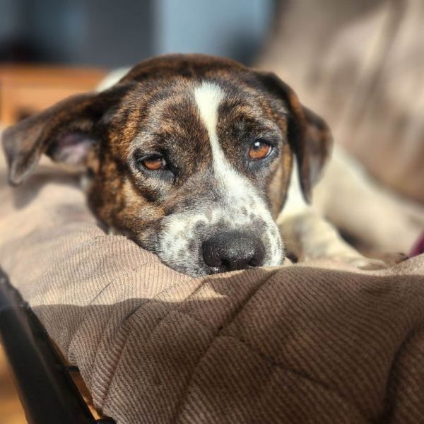 Bella- Loyal as the day is long.