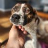 Bella- Loyal as the day is long.