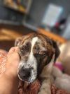 Bella- Loyal as the day is long.