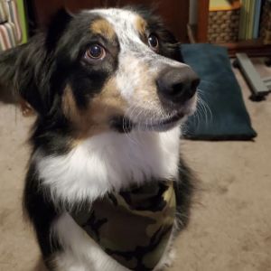 Loki