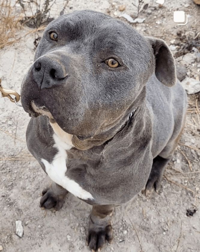 Pitbull grey best sale with blue eyes