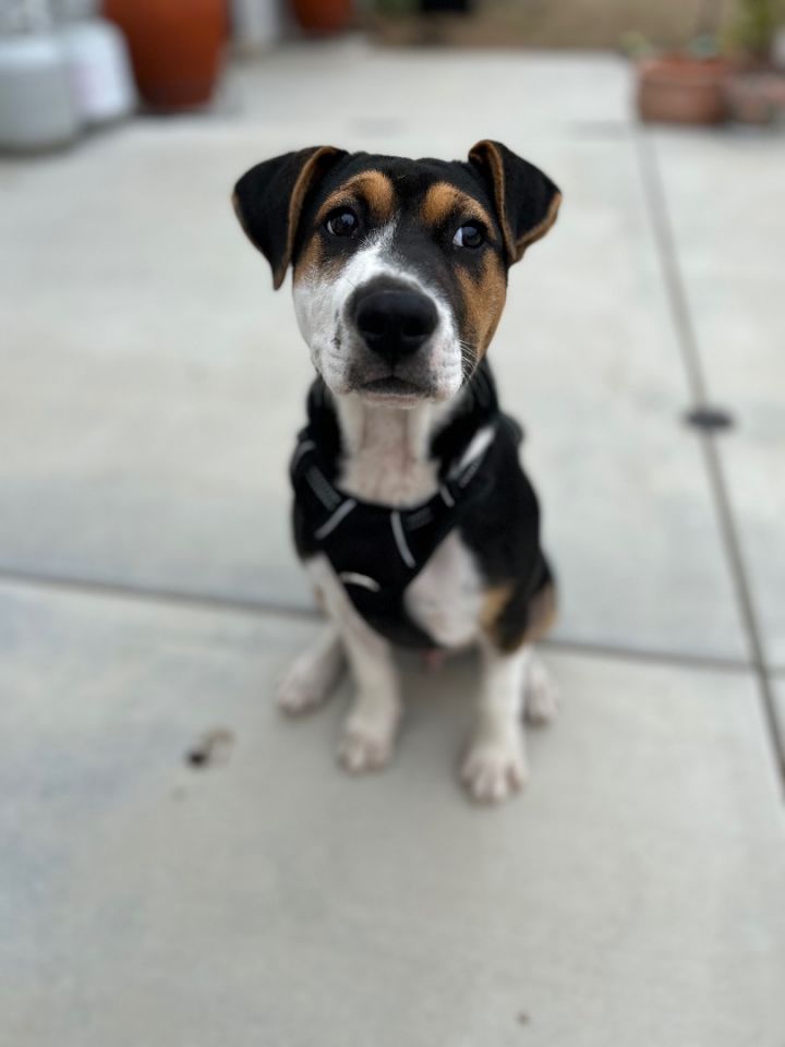 Rocky  2