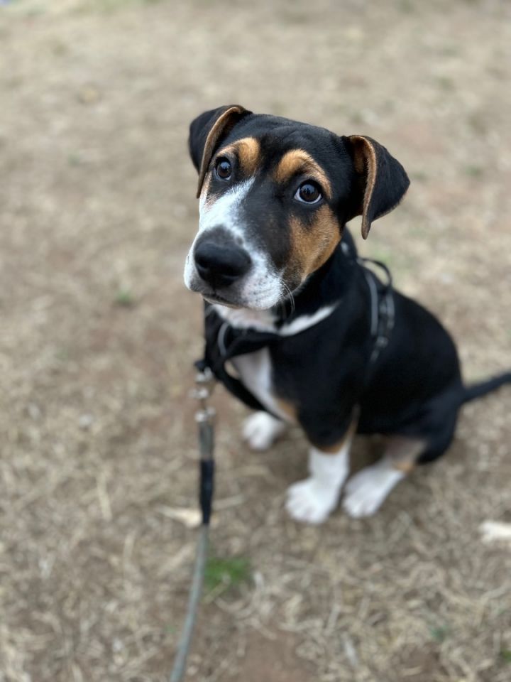 Rocky  1