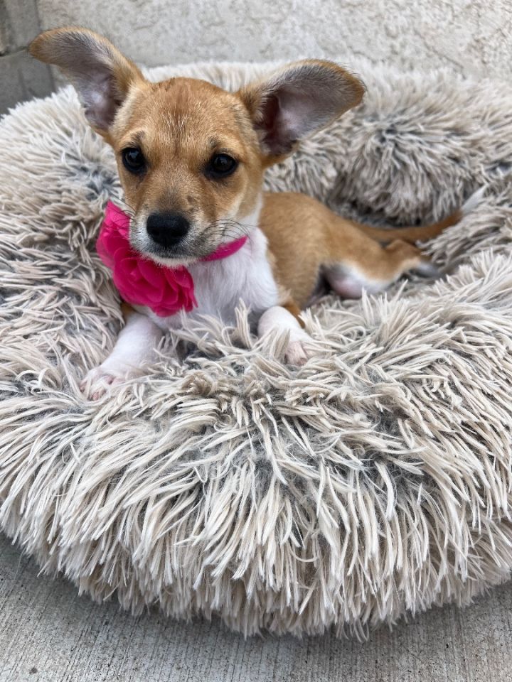 Bell , an adopted Chihuahua & Jack Russell Terrier Mix in Poway, CA_image-2