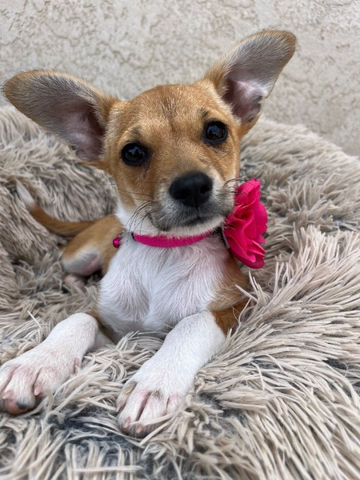 Bell , an adopted Chihuahua & Jack Russell Terrier Mix in Poway, CA_image-1