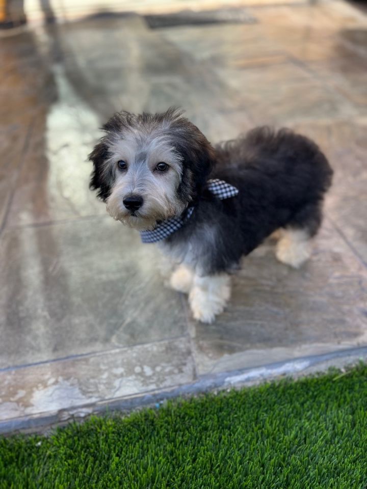 Bandit , an adopted Schnauzer & Terrier Mix in Poway, CA_image-2