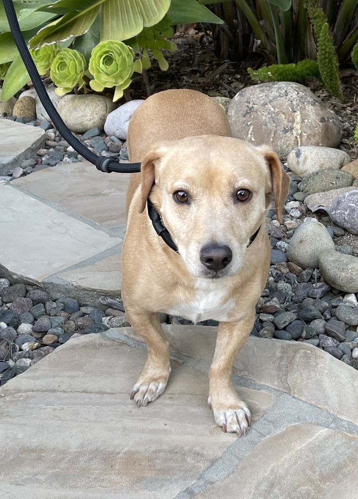 Dog for adoption - Brooklyn, a Labrador Retriever & Dachshund Mix in  Fallbrook, CA | Petfinder