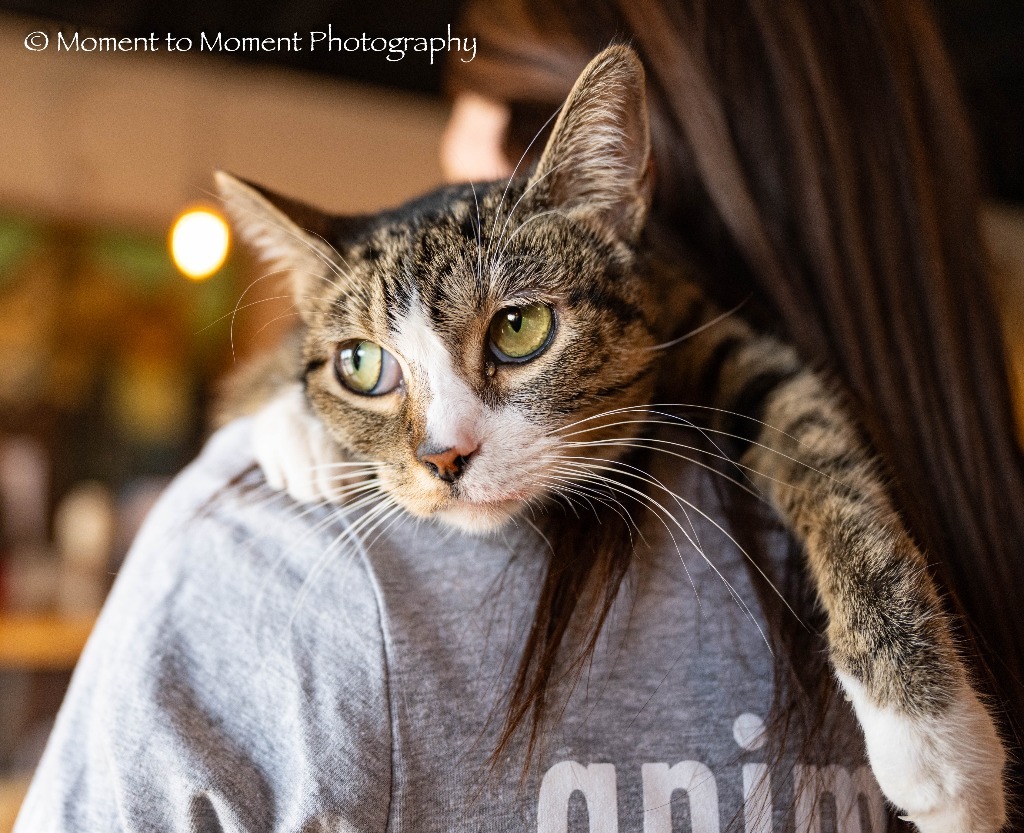 Princess Sophie, an adoptable Domestic Short Hair in Tulsa, OK, 74112 | Photo Image 1