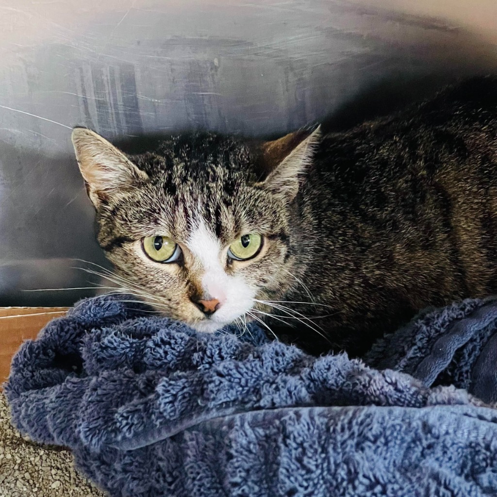 Princess Sophie, an adoptable Domestic Short Hair in Tulsa, OK, 74112 | Photo Image 2