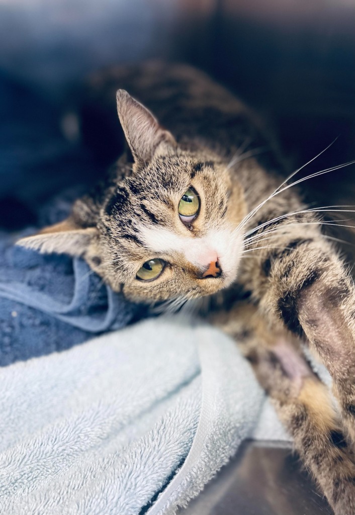 Princess Sophie, an adoptable Domestic Short Hair in Tulsa, OK, 74112 | Photo Image 3