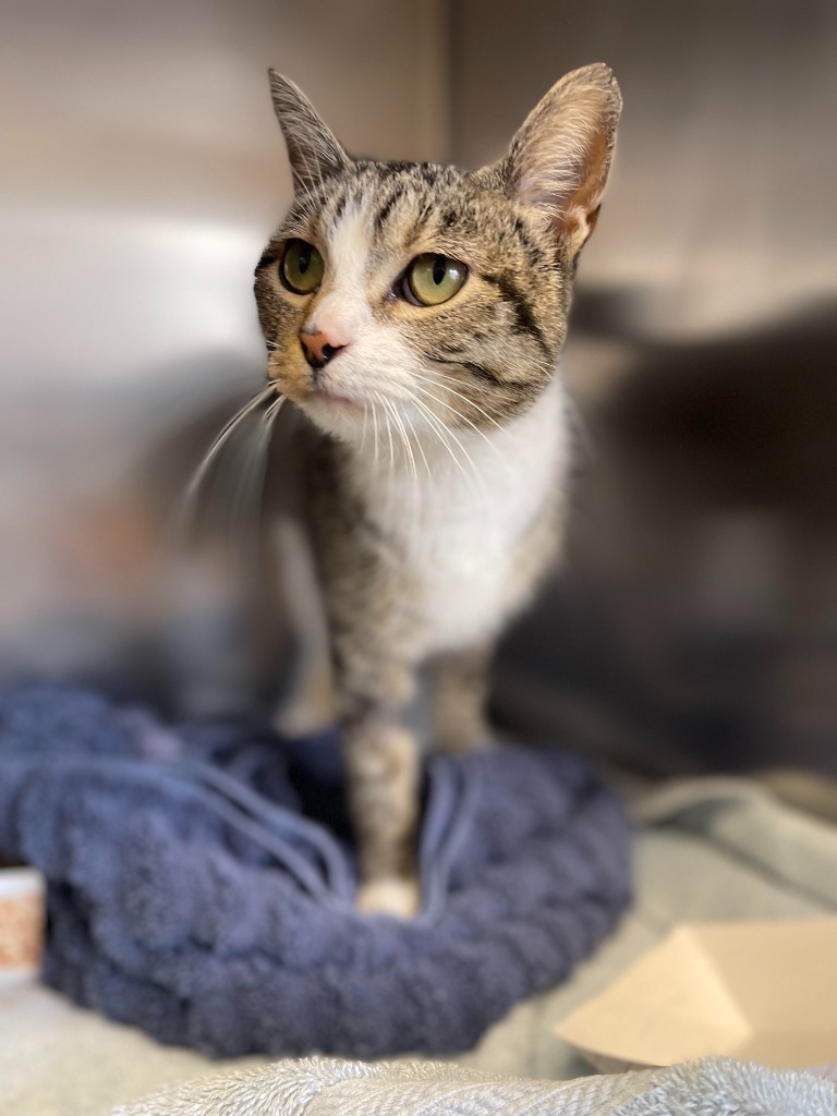 Princess Sophie, an adoptable Domestic Short Hair in Tulsa, OK, 74112 | Photo Image 5