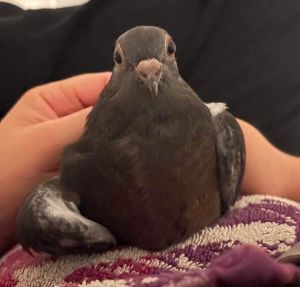 Tippy Toes w/ Bungalow Pigeon Bird