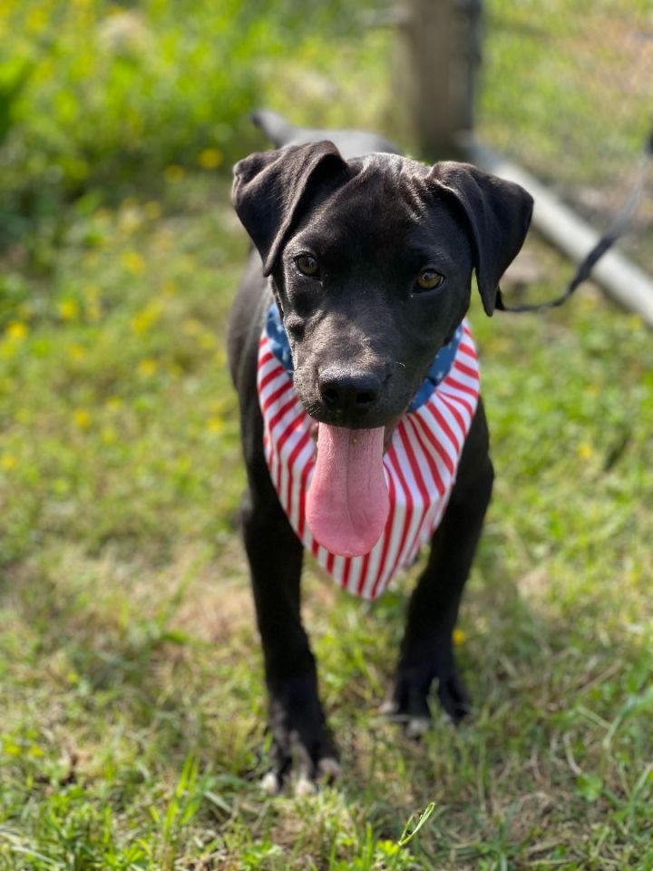 Jase *HERE IN NH*, an adopted Mixed Breed in Northwood, NH_image-6