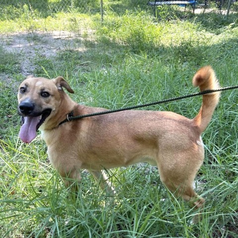 Howie, an adoptable Retriever in Livingston, TX, 77351 | Photo Image 1