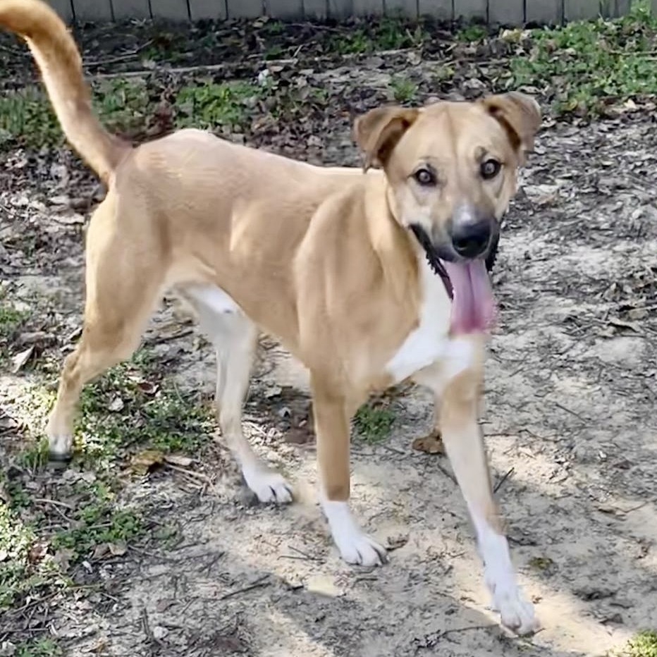 Howie, an adoptable Retriever in Livingston, TX, 77351 | Photo Image 1