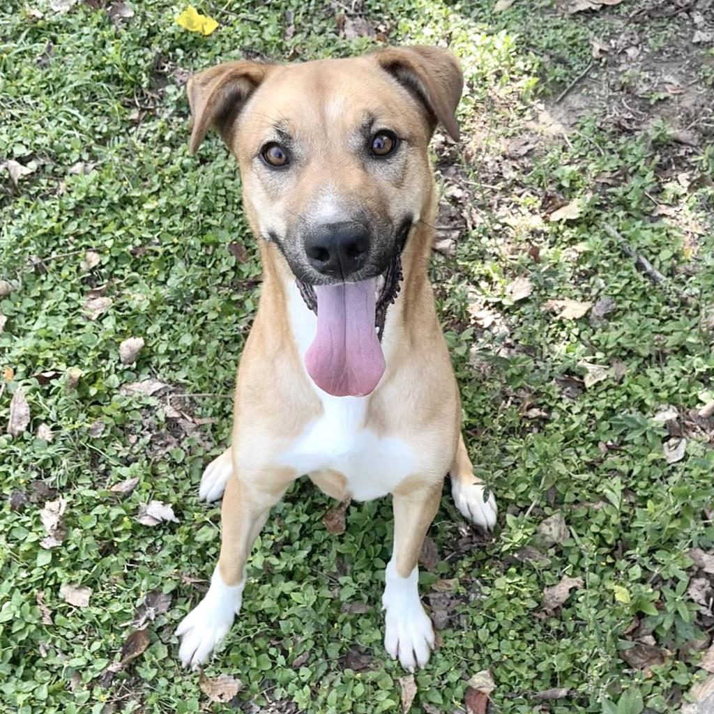 Howie, an adoptable Retriever in Livingston, TX, 77351 | Photo Image 2