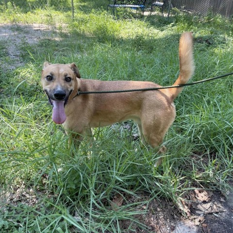 Howie, an adoptable Retriever in Livingston, TX, 77351 | Photo Image 3