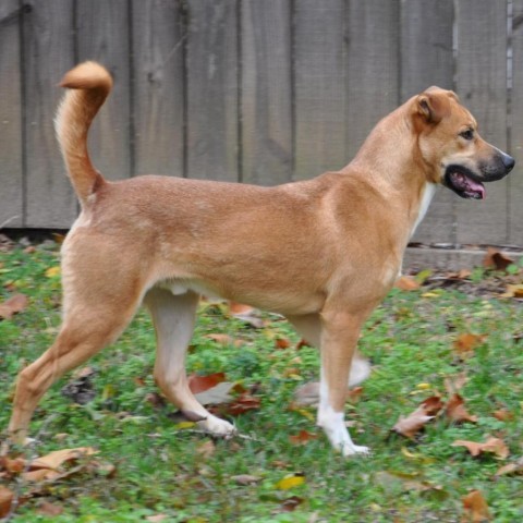 Howie, an adoptable Retriever in Livingston, TX, 77351 | Photo Image 4