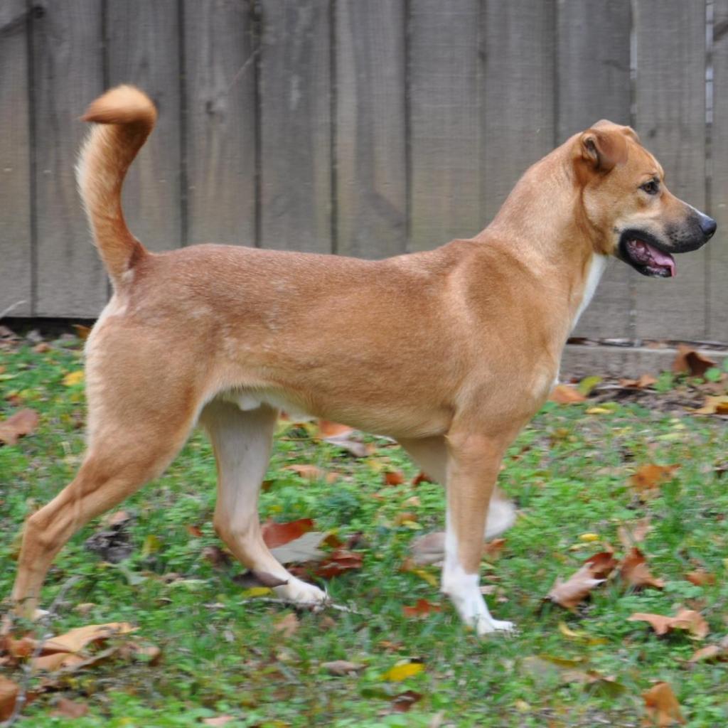 Howie, an adoptable Retriever in Livingston, TX, 77351 | Photo Image 4