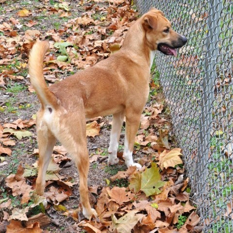 Howie, an adoptable Retriever in Livingston, TX, 77351 | Photo Image 5