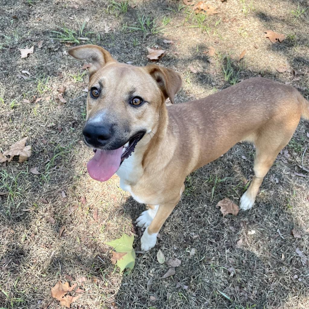 Howie, an adoptable Retriever in Livingston, TX, 77351 | Photo Image 5