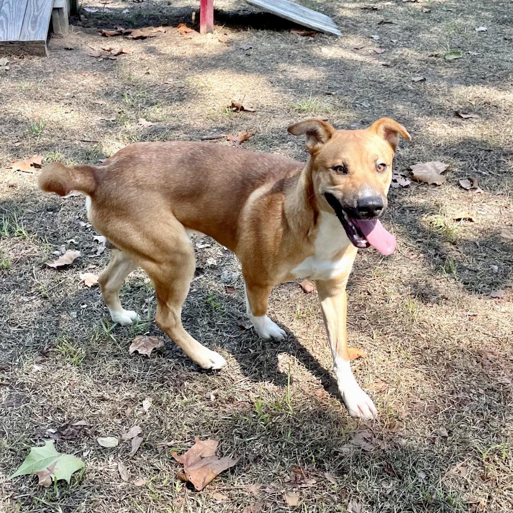 Howie, an adoptable Retriever in Livingston, TX, 77351 | Photo Image 6