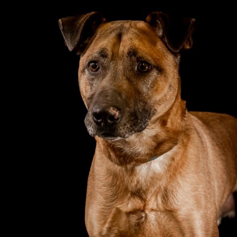 Max, an adoptable Shepherd, Mixed Breed in Baldwin, WI, 54002 | Photo Image 1