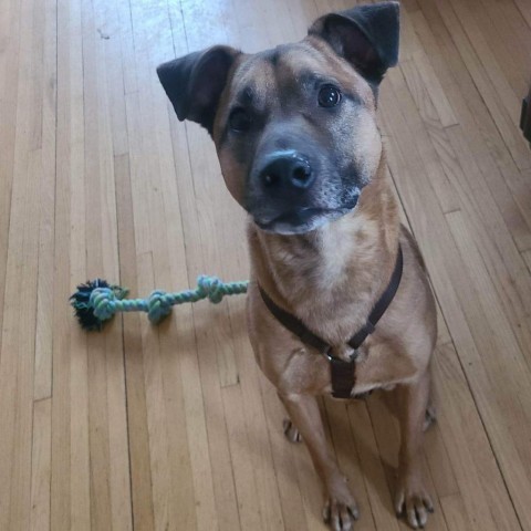 Max, an adoptable Shepherd, Mixed Breed in Baldwin, WI, 54002 | Photo Image 2