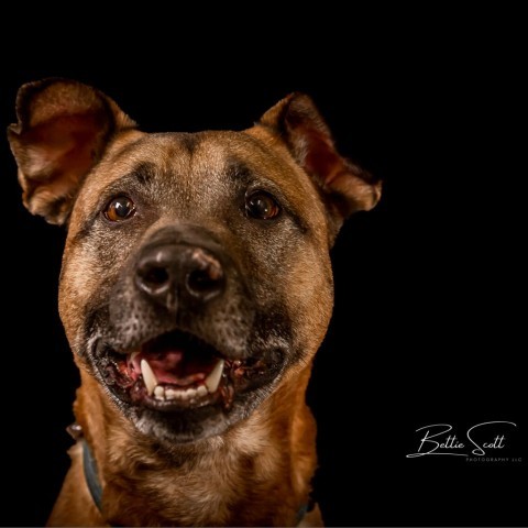 Max, an adoptable Shepherd, Mixed Breed in Baldwin, WI, 54002 | Photo Image 6