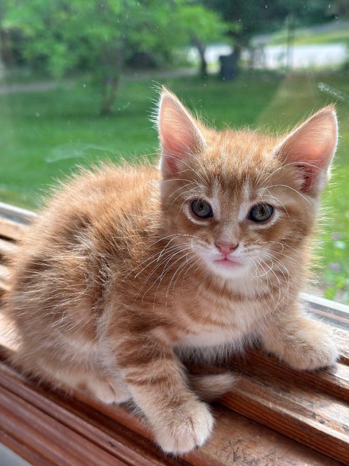 Dorito , an adopted Maine Coon Mix in West Bloomfield, MI_image-1