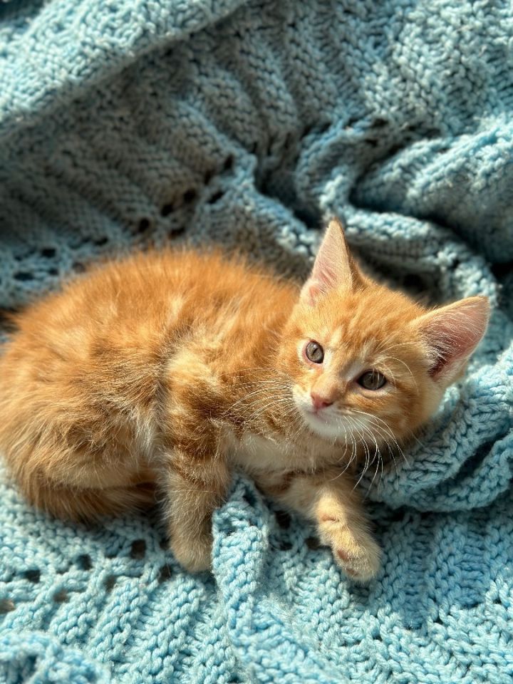 Dorito , an adopted Maine Coon Mix in West Bloomfield, MI_image-4