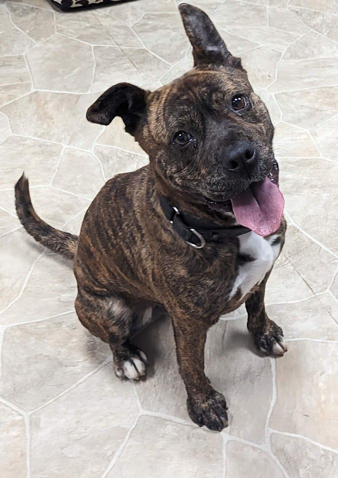 Cray-Cray (Adoption Fee Sponsored!), an adoptable Pit Bull Terrier Mix in Neillsville, WI_image-1