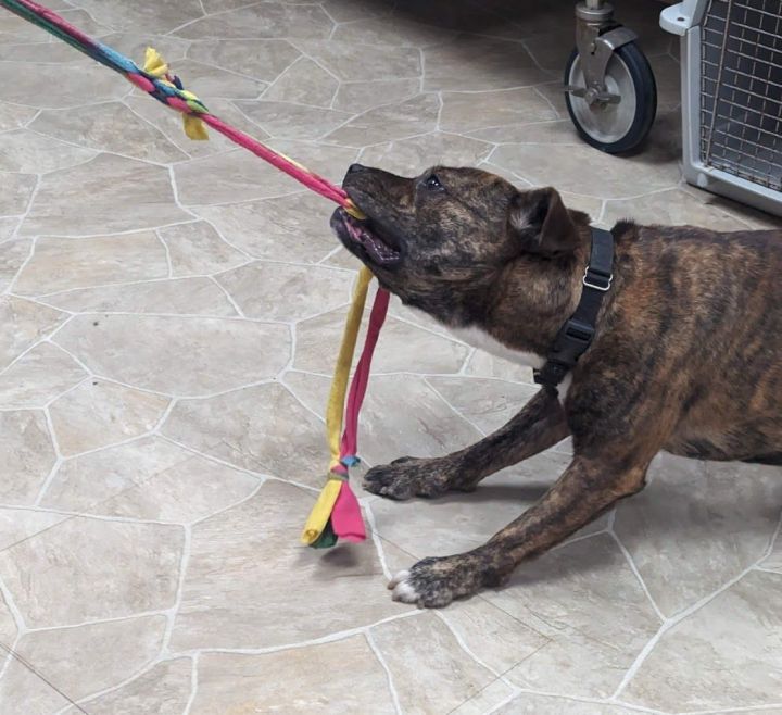 Cray-Cray (Adoption Fee Sponsored!) 2